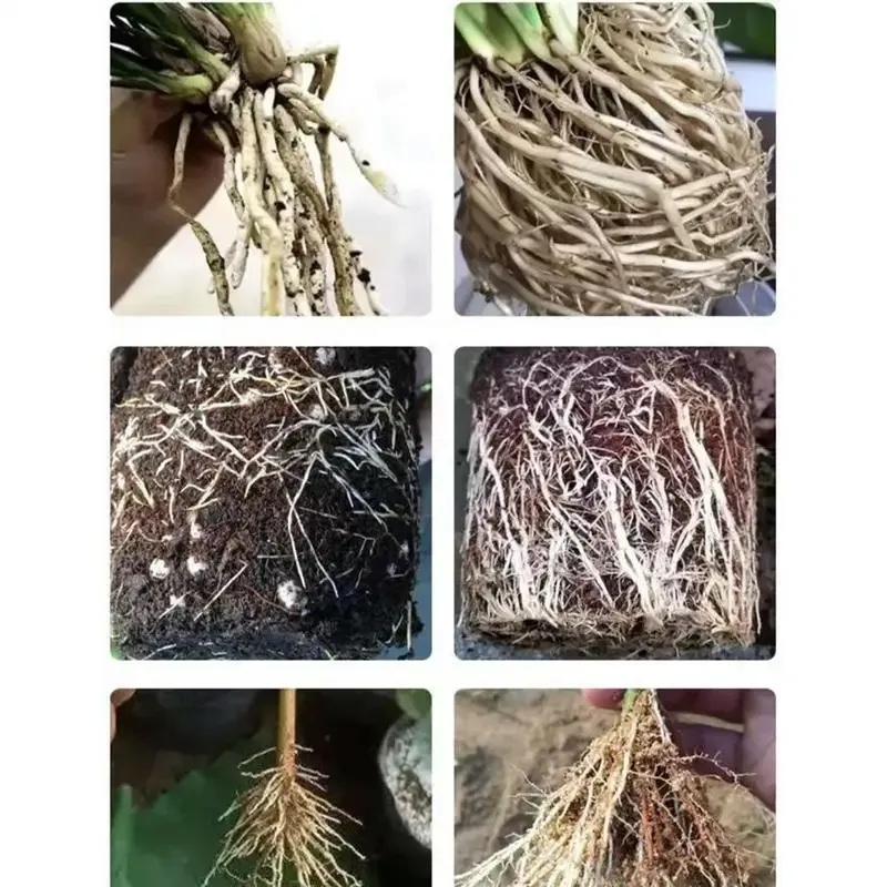 Fast Rooting Nutrient Liquid Stimulator for Plants - Rapid Root Growth Supplement, Strengthens Roots, Stems, Leaves, Enhances Nutrient Uptake - Garden Plant Care thumbnail 6